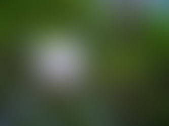 "In The Woods" June 7th, 2026
