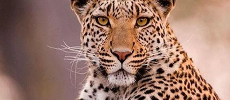 हे... बिबट प्रवण क्षेत्र आहे.सावधान..! : डॉ. प्रवीण डुंबरे, ओतूर (पुणे 