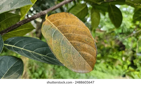 पिकलं पान  (डॉ. प्रवीण डुंबरे यांच्या,प्रतिबिंब या काव्यसंग्रहातून)