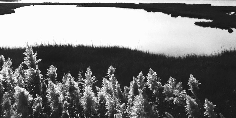 Fendwick Grass