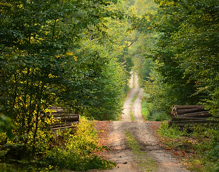 Chemin sauvage