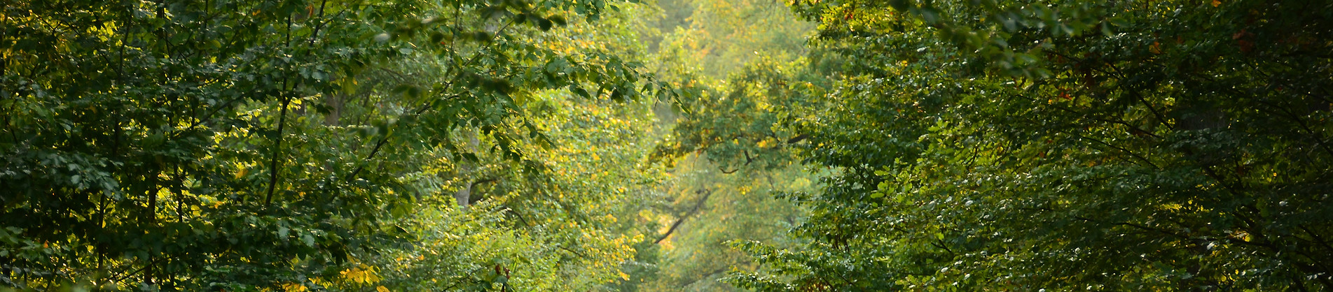 Wild Path