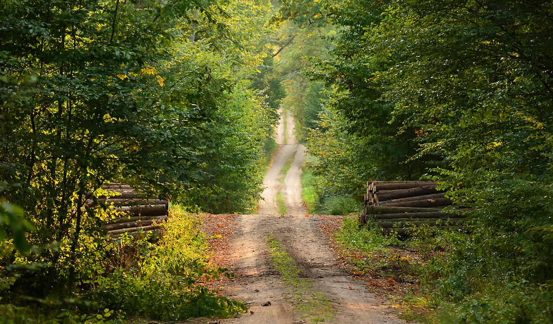 Wild Path