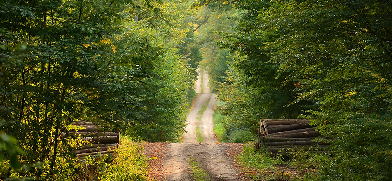 Wild Path