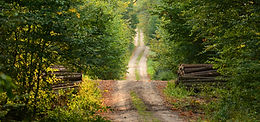 Wild Path