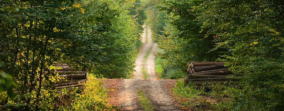 Wild Path