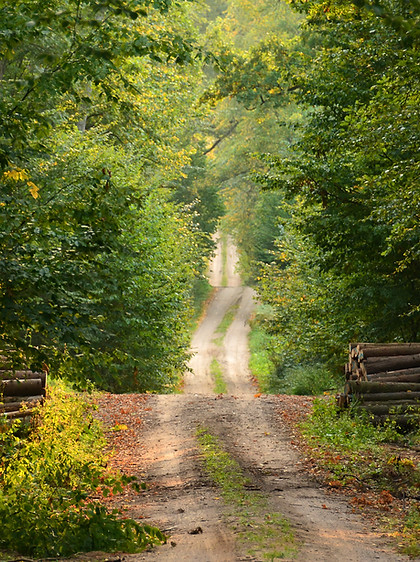 Forest road
