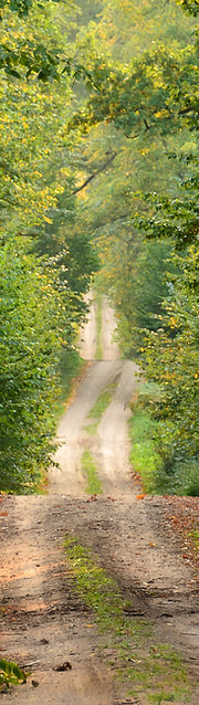 Wild Path