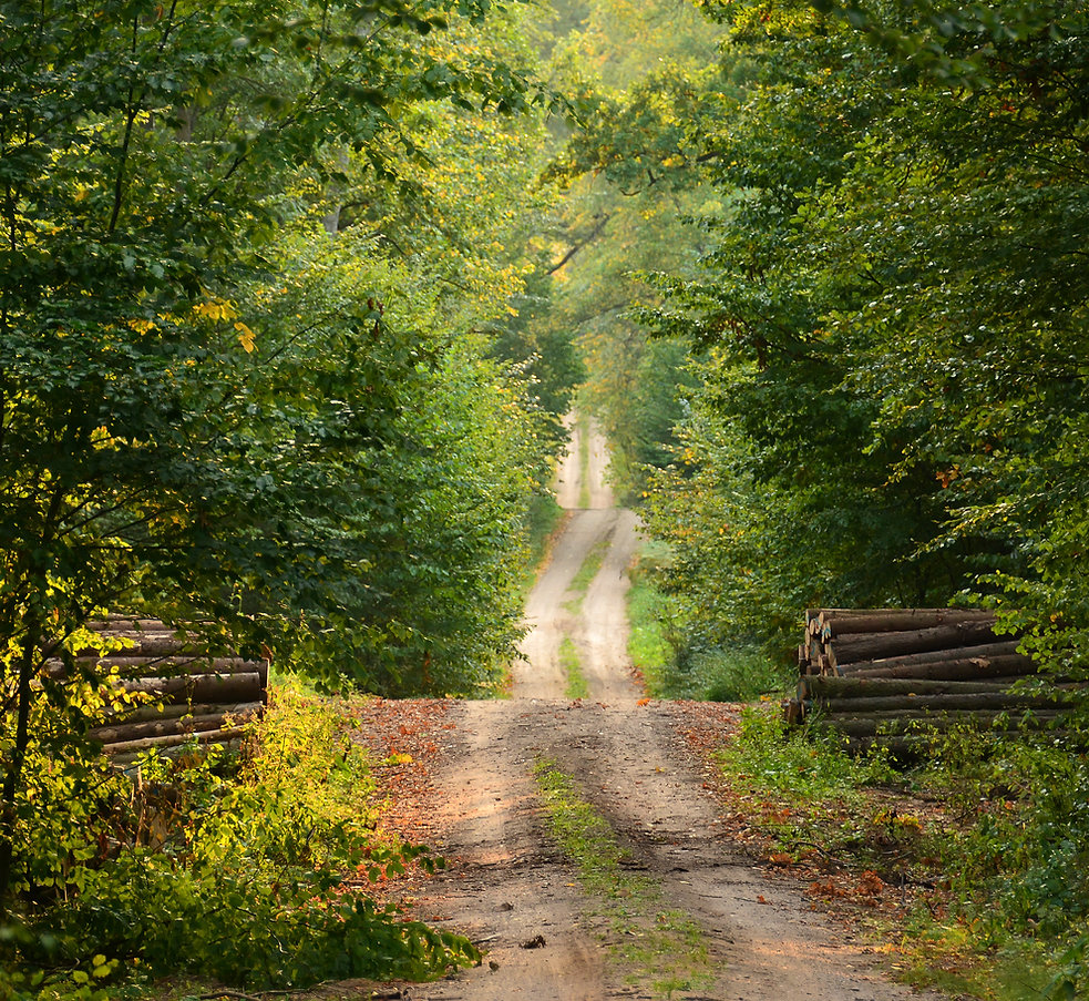 Wild Path