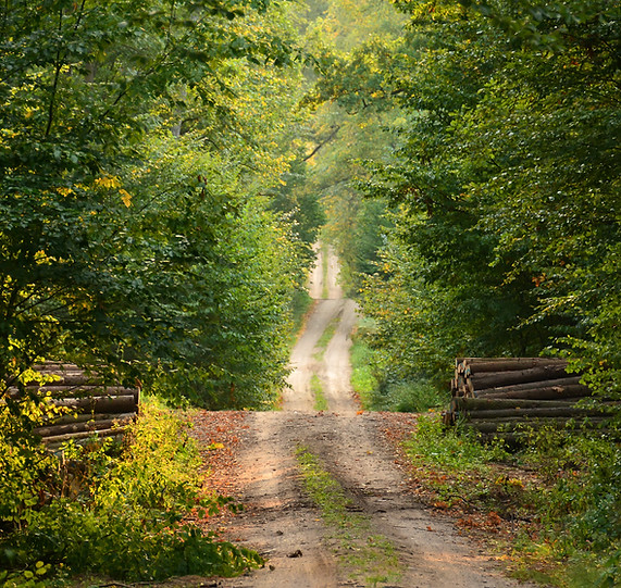Wild Path