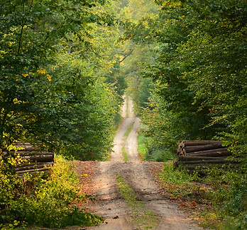 Wild Path
