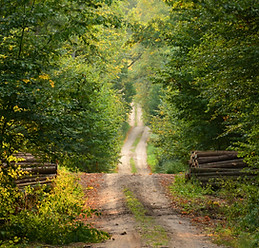 Wild Path