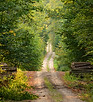 Wild Path