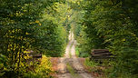 Wild Path