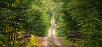 Lifes path