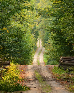 Chemin sauvage