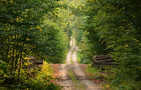 Wild Path