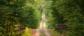 Wild Path