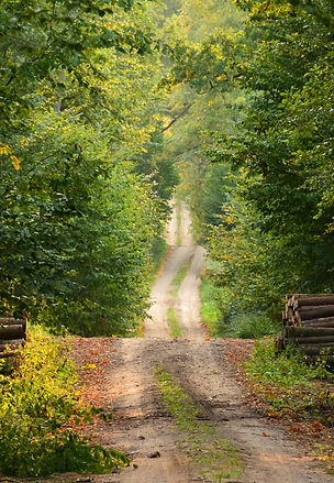 Wild Path