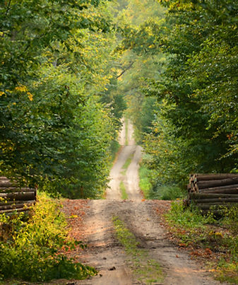 Dirt road through forest to symbolize feeling alone in life.