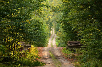 Chemin sauvage