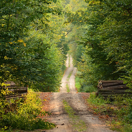 Wild Path