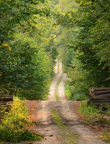 Wild Path