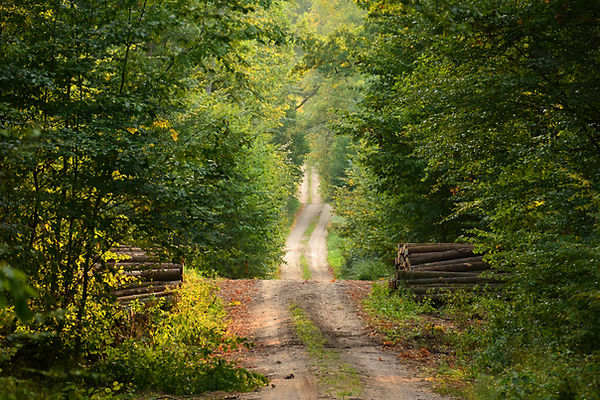 Chemin sauvage