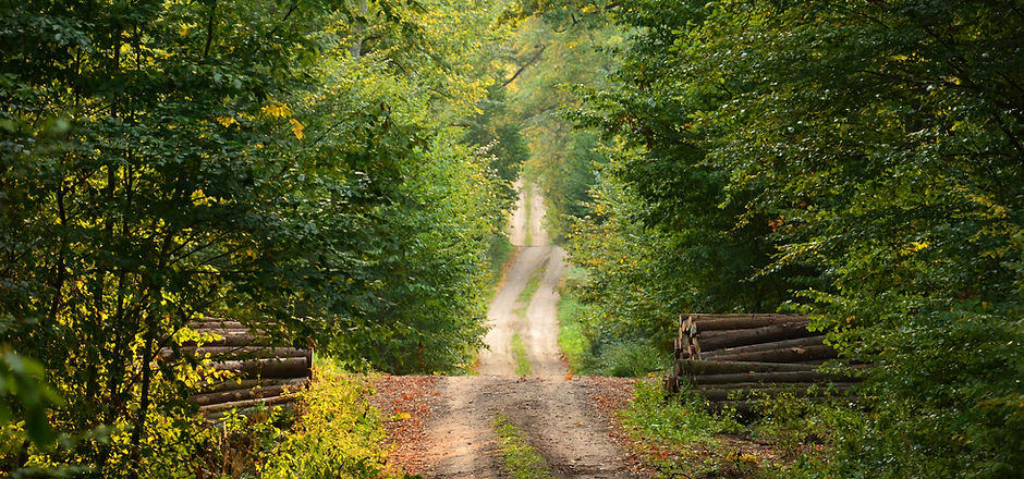 wild Path