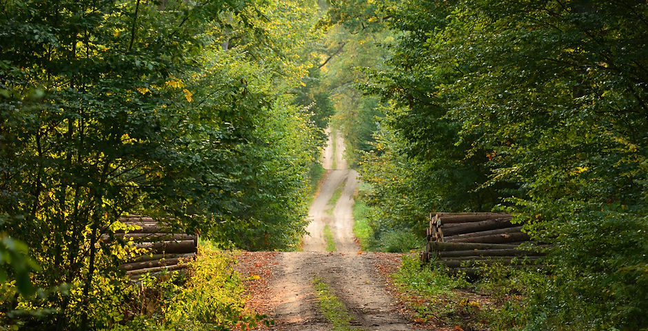 Wild Path
