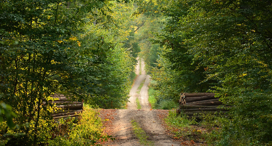 Wild Path