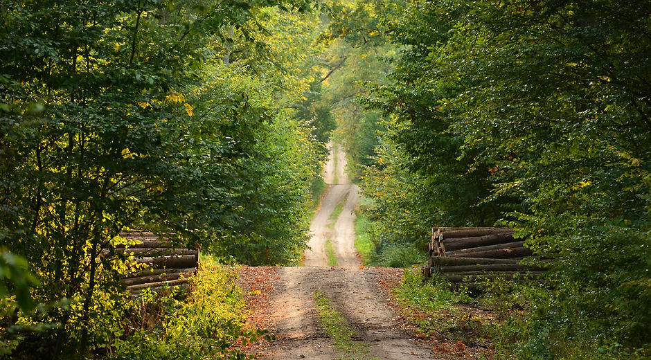 Wild Path