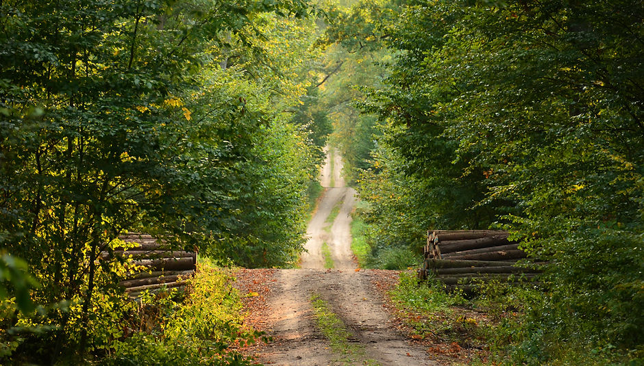 Wild Path