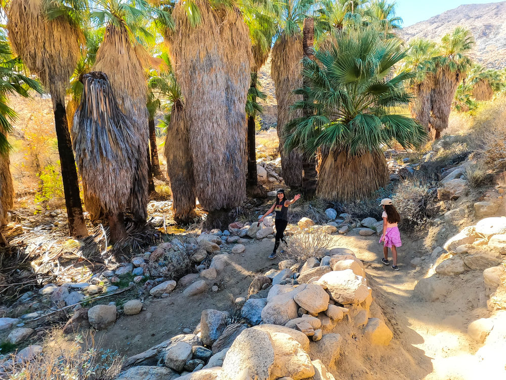 Murray Canyon Trail To Seven Sisters Falls. Oasis In Palm Springs