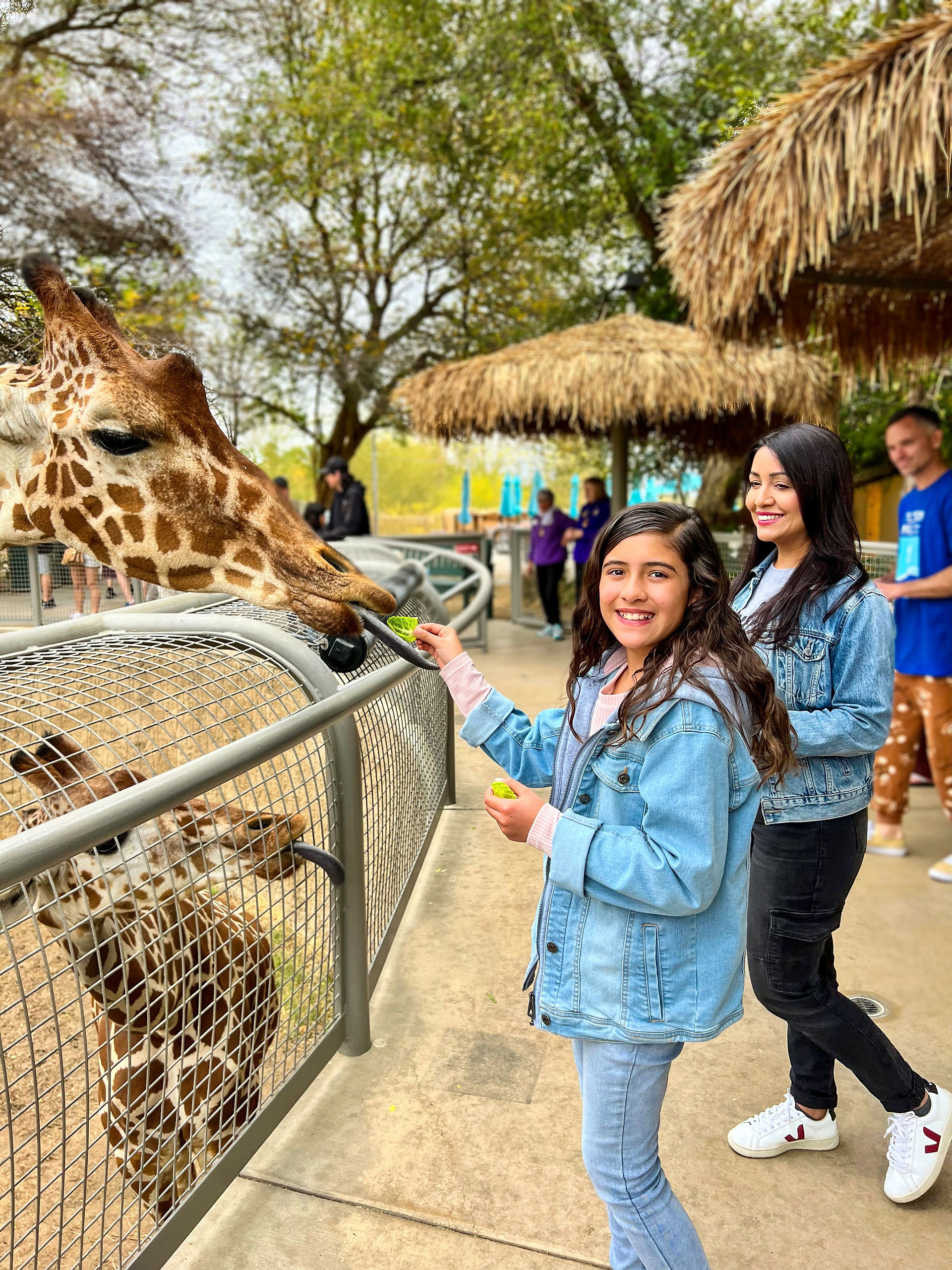Feed a Giraffe in Palm Springs