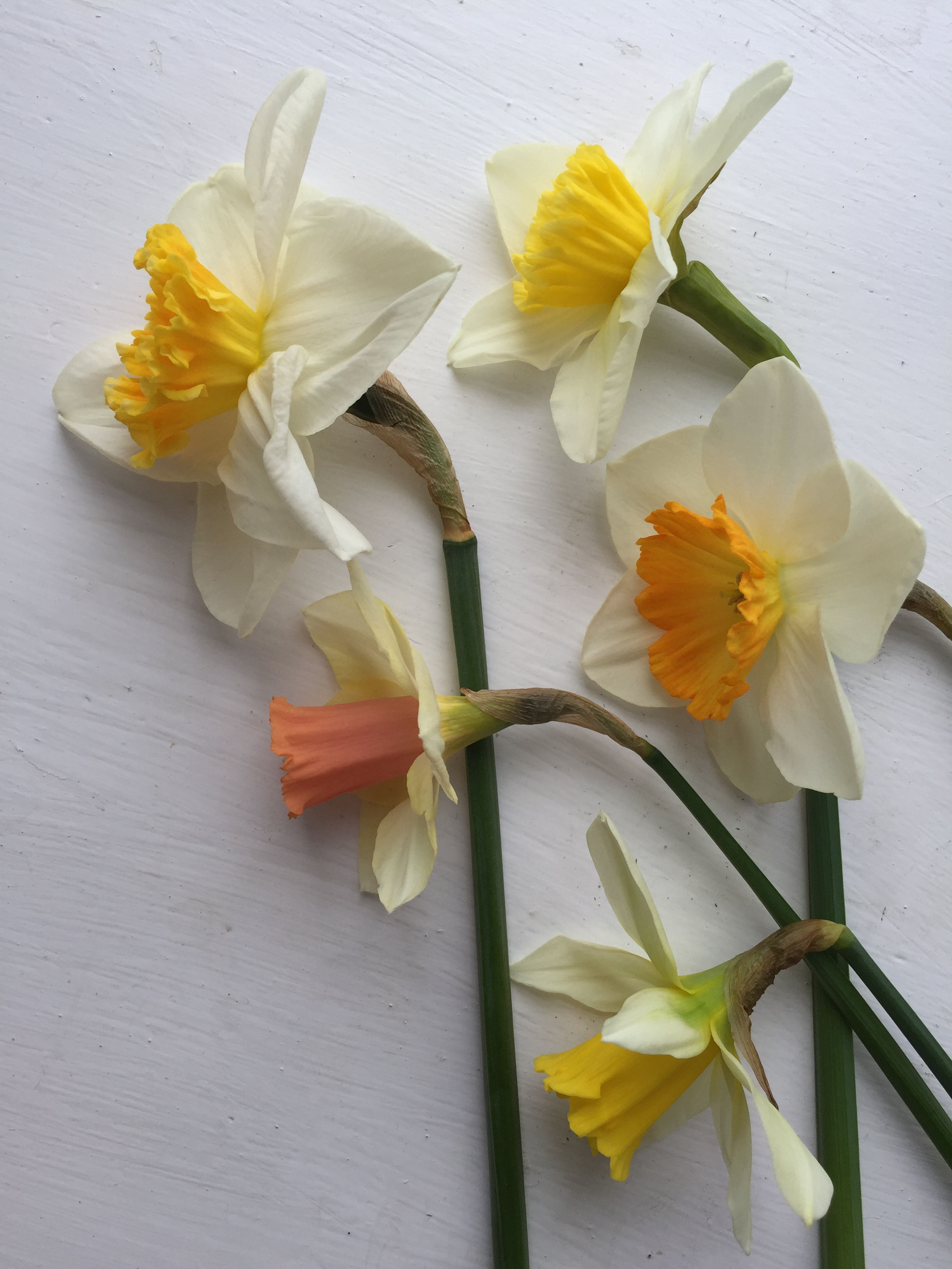 50 'Salmon & Lemon Mix' Narcissi {MB}