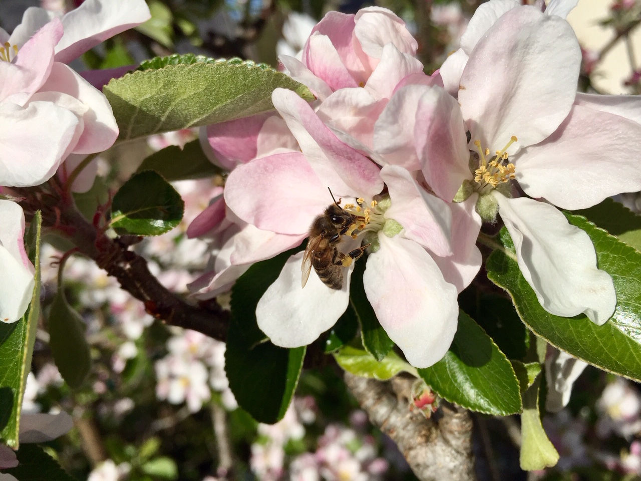 James Grieves - Apple Scion