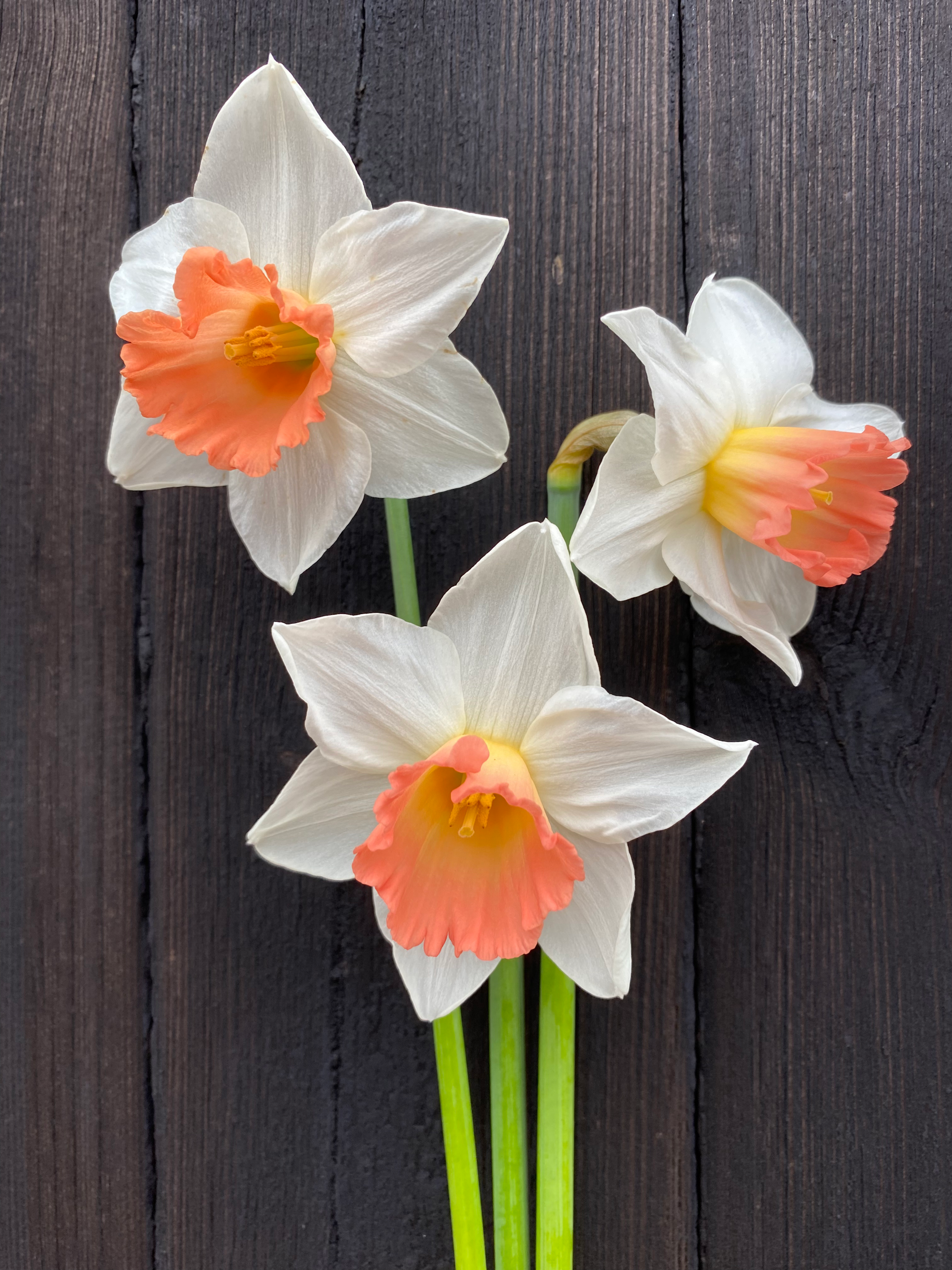 'Accent' Narcissi {MB}