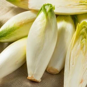 Chicory 'Wiltloof'