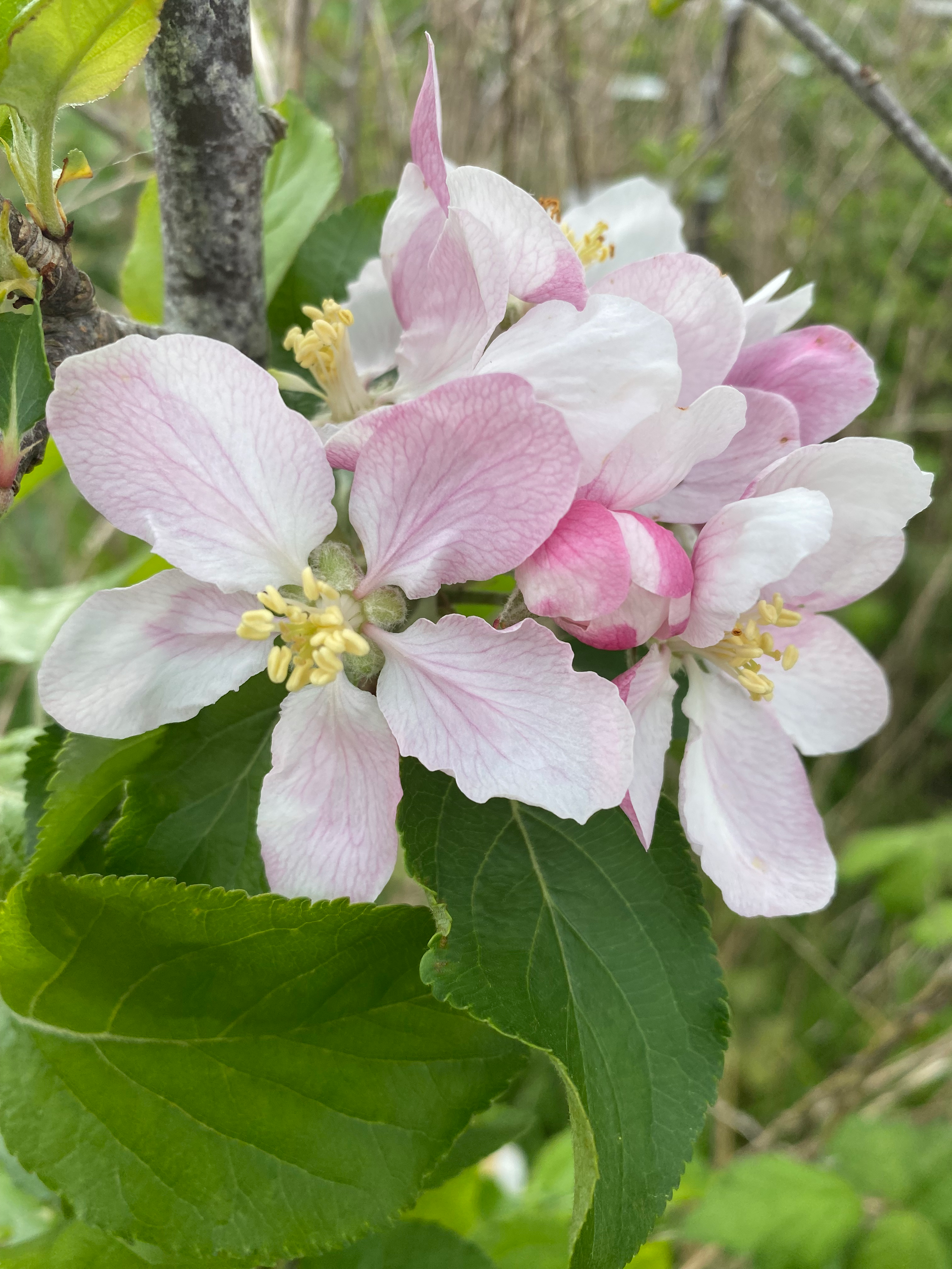 Golden Ball / Polly - Apple Scion
