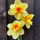 Thumbnail: 100  'Jersey Torch' Narcissi {MB}