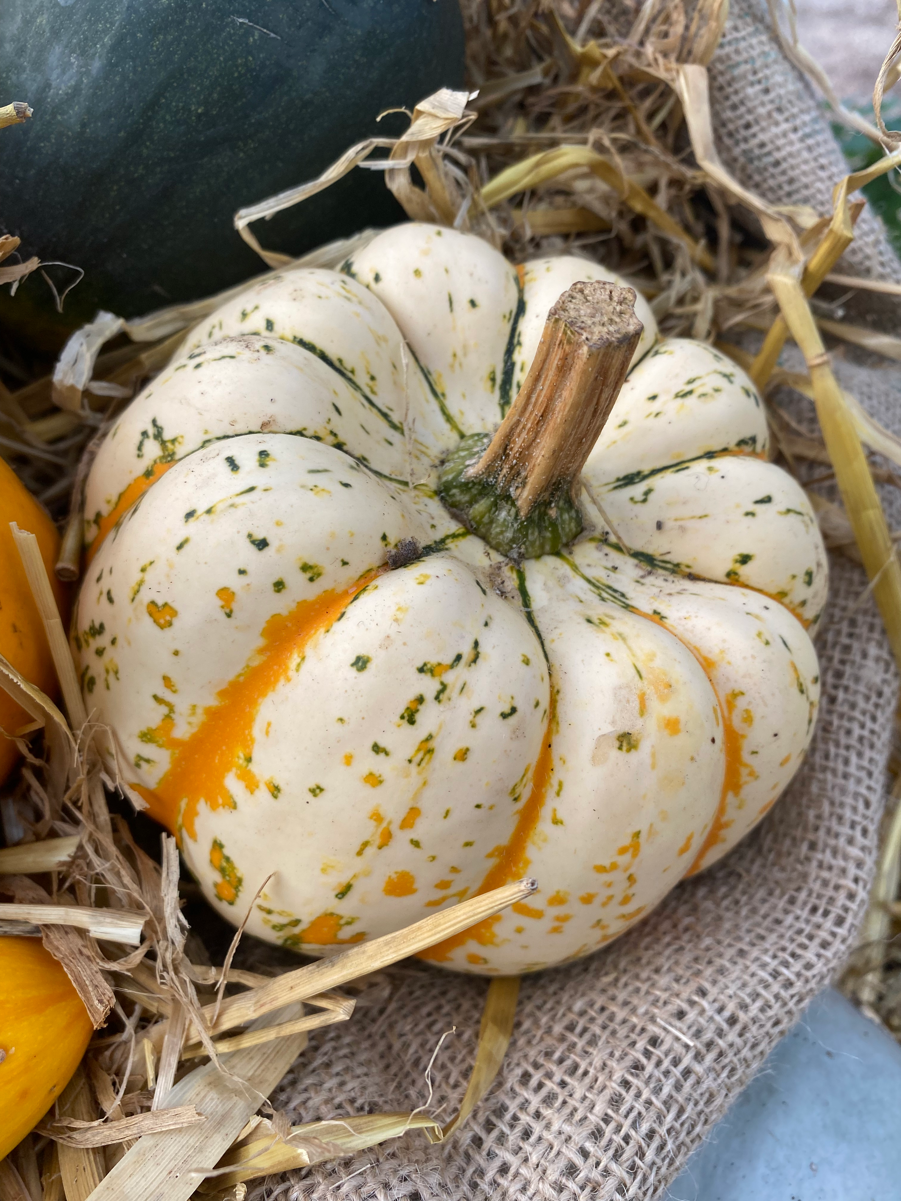 Pumpkin 'Cornish Festival'