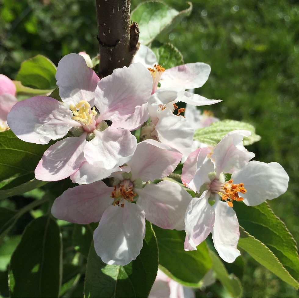 Cornish Custard - Apple Scion Wood