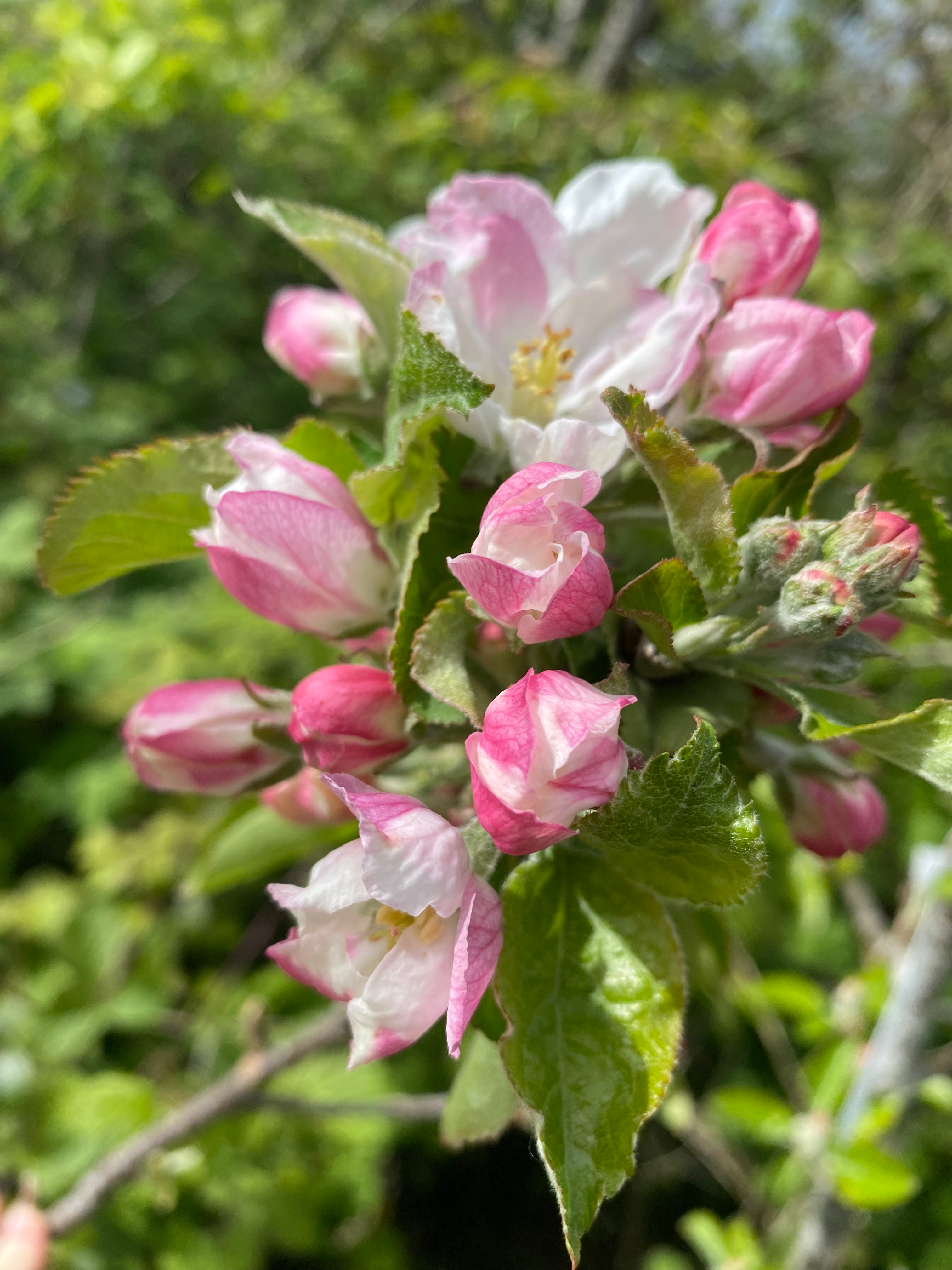 Royal Wilding - Apple Scion