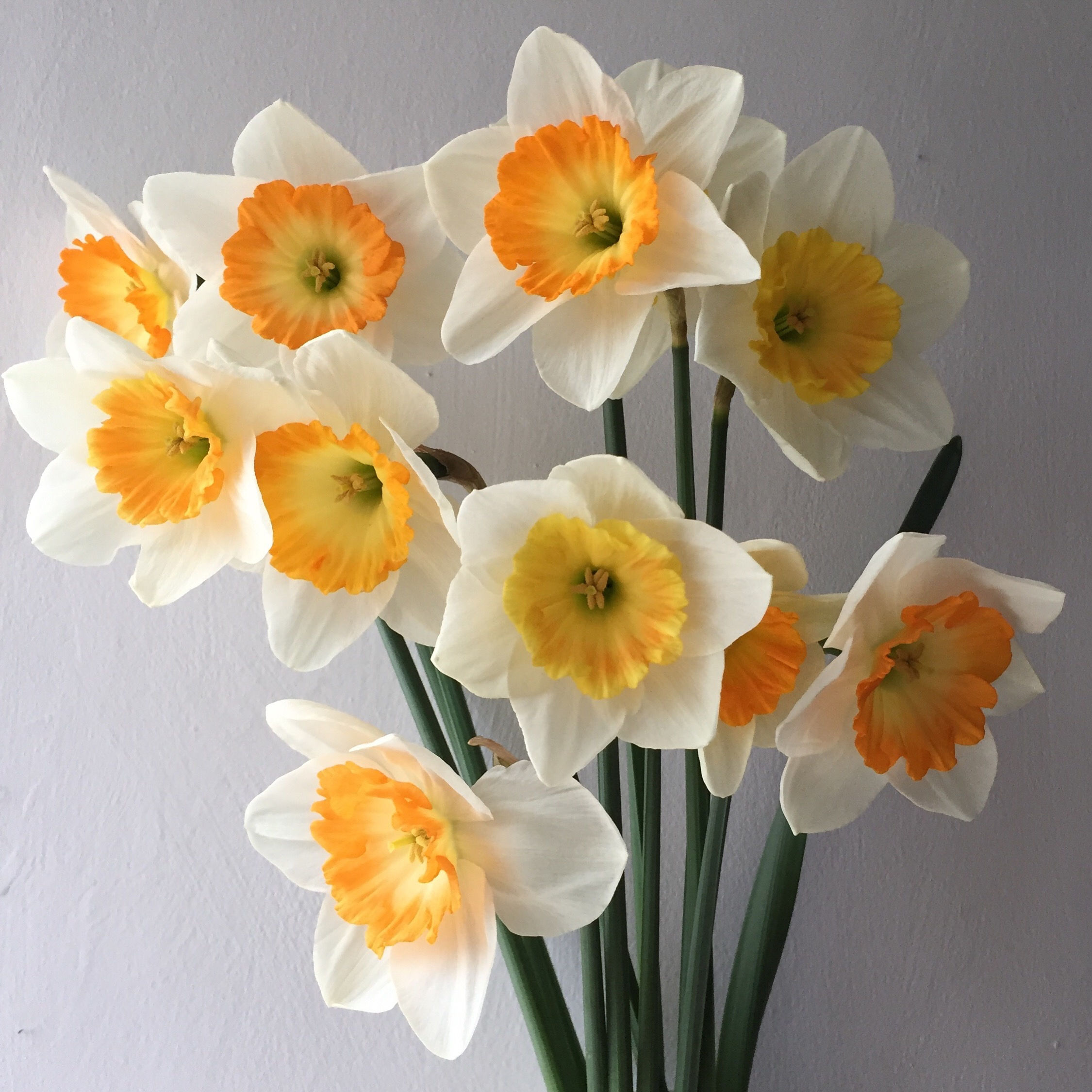 'Bobolink' Narcissi {MB} 100
