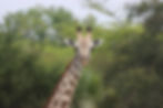Giraffe