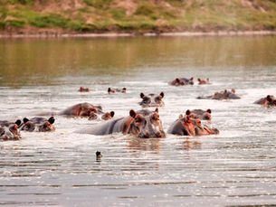 Boat Safari on the Rufiji: Tanzania's Most Unique Wildlife Experience