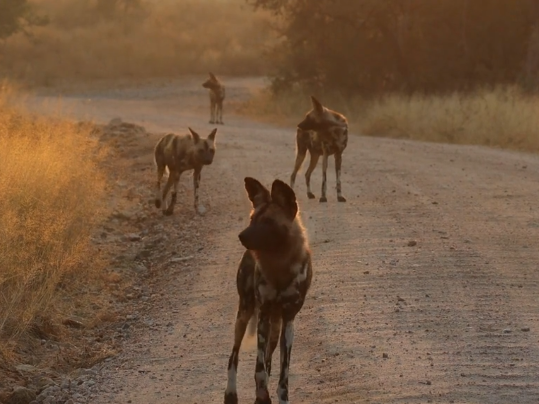 Wild dog at Nyerere National Park