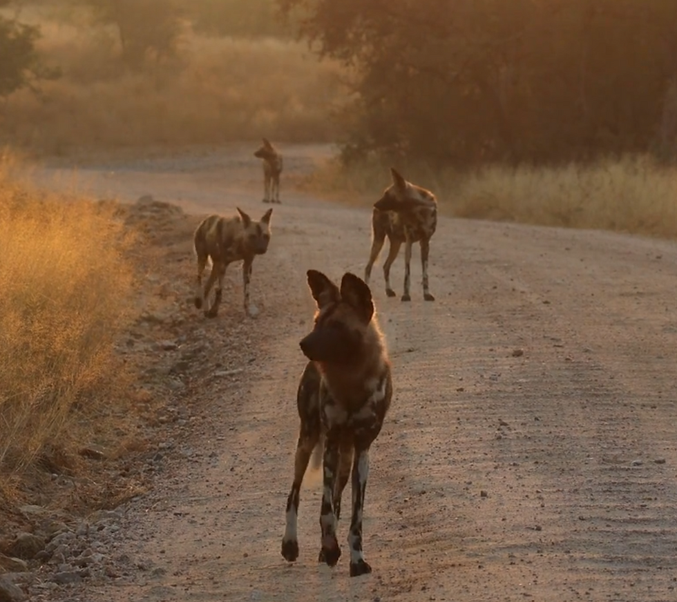 Wild dogs.png