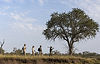Walking Safari.png